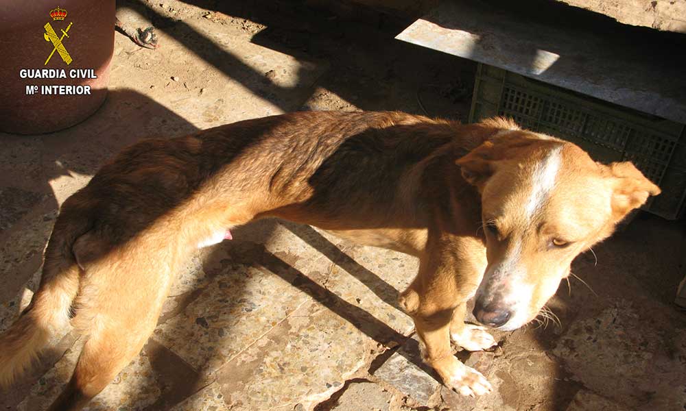 Uno de los perros intervenidos