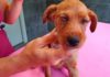 Imagen de Red Ayuda Animal - Cachorrita herida en Arnedo